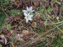 Image of Ornithogalum orthophyllum subsp. kochii (Parl.) Zahar.