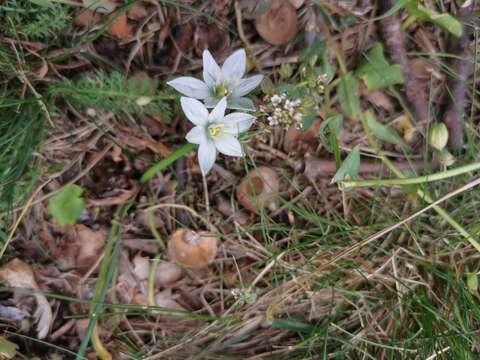 Imagem de Ornithogalum orthophyllum subsp. kochii (Parl.) Zahar.