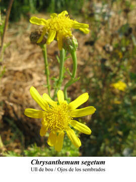 Image of corndaisy