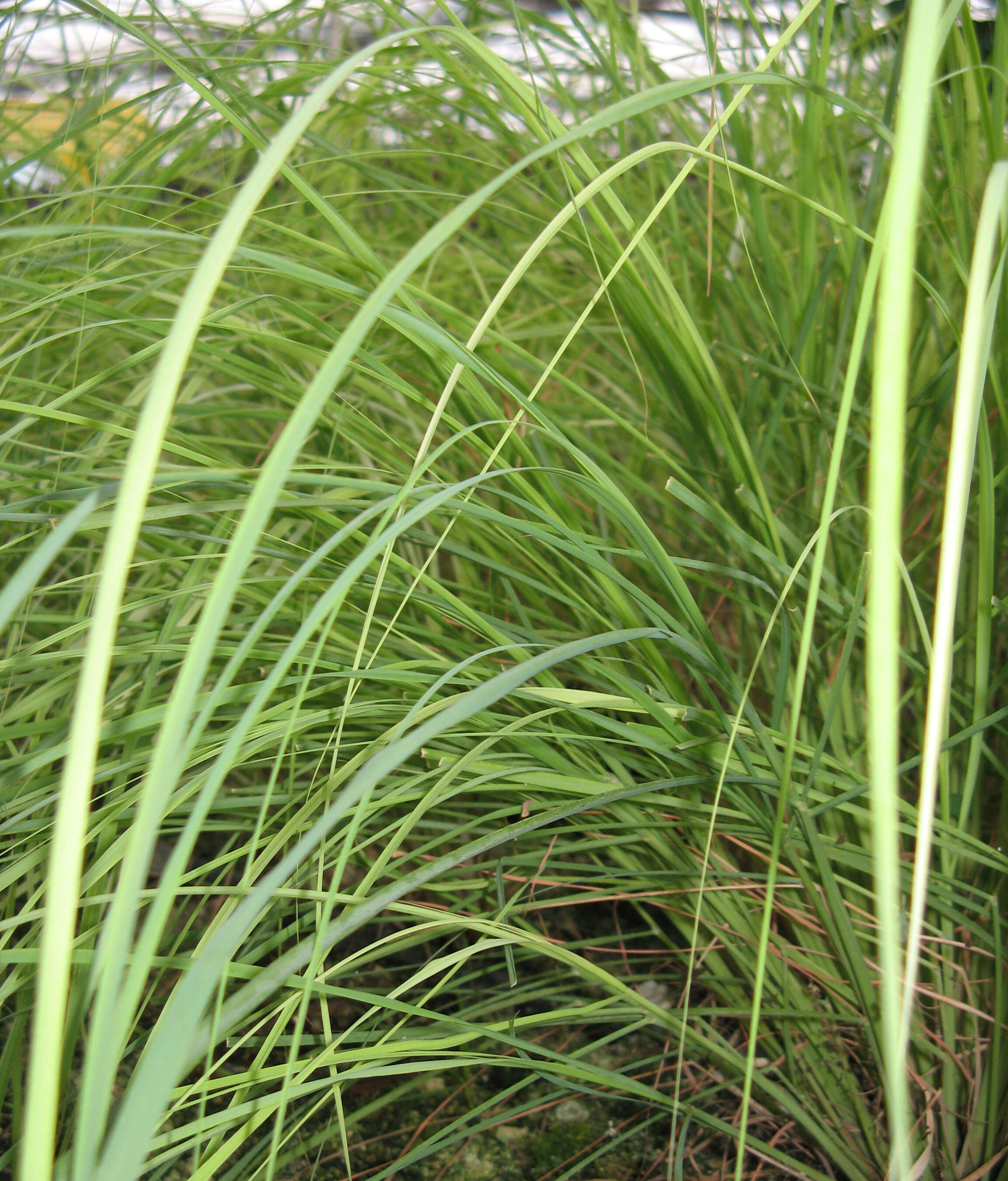 Image of camel grass