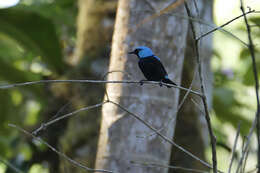 Image of Scarlet-thighed Dacnis