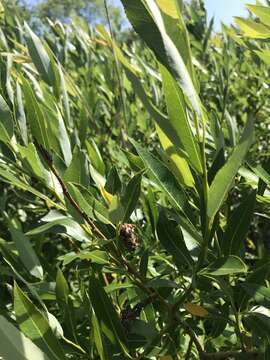 Image of bayberry willow