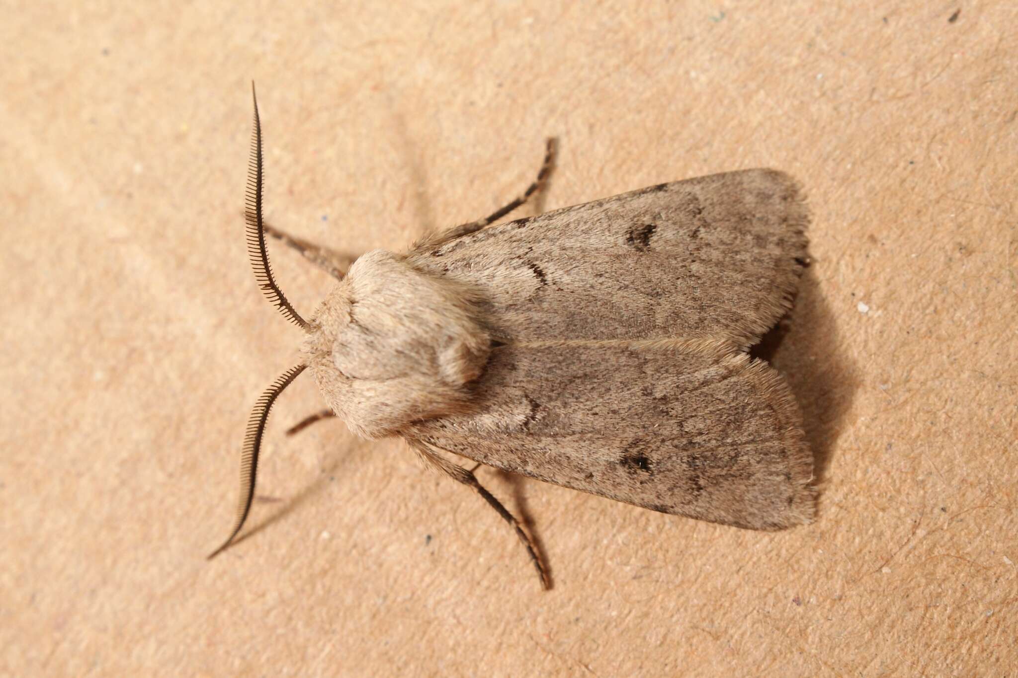 Image of Agrotis turatii Standfuss 1888