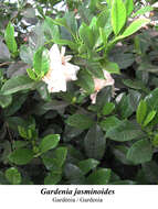 Image of Cape jasmine