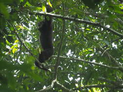 Image of White-handed Gibbon