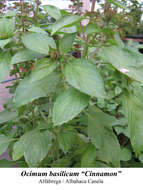 Image of sweet basil