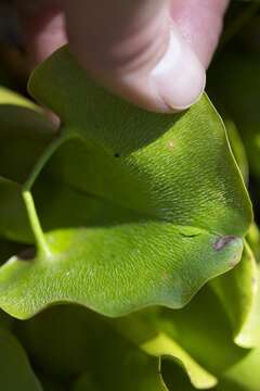 Image of Sarracenia purpurea var. montana D. E. Schnell & R. O. Determann