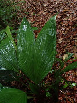 Image of Asplundia brachyphylla Harling