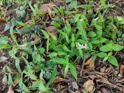 Image of Ruellia repens L.