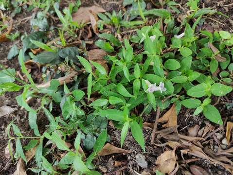 Imagem de Ruellia repens L.