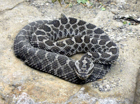 Image of Black massasauga