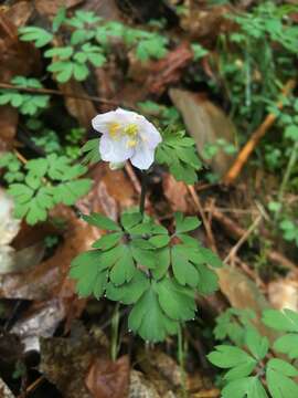 Image of western false rue anemone