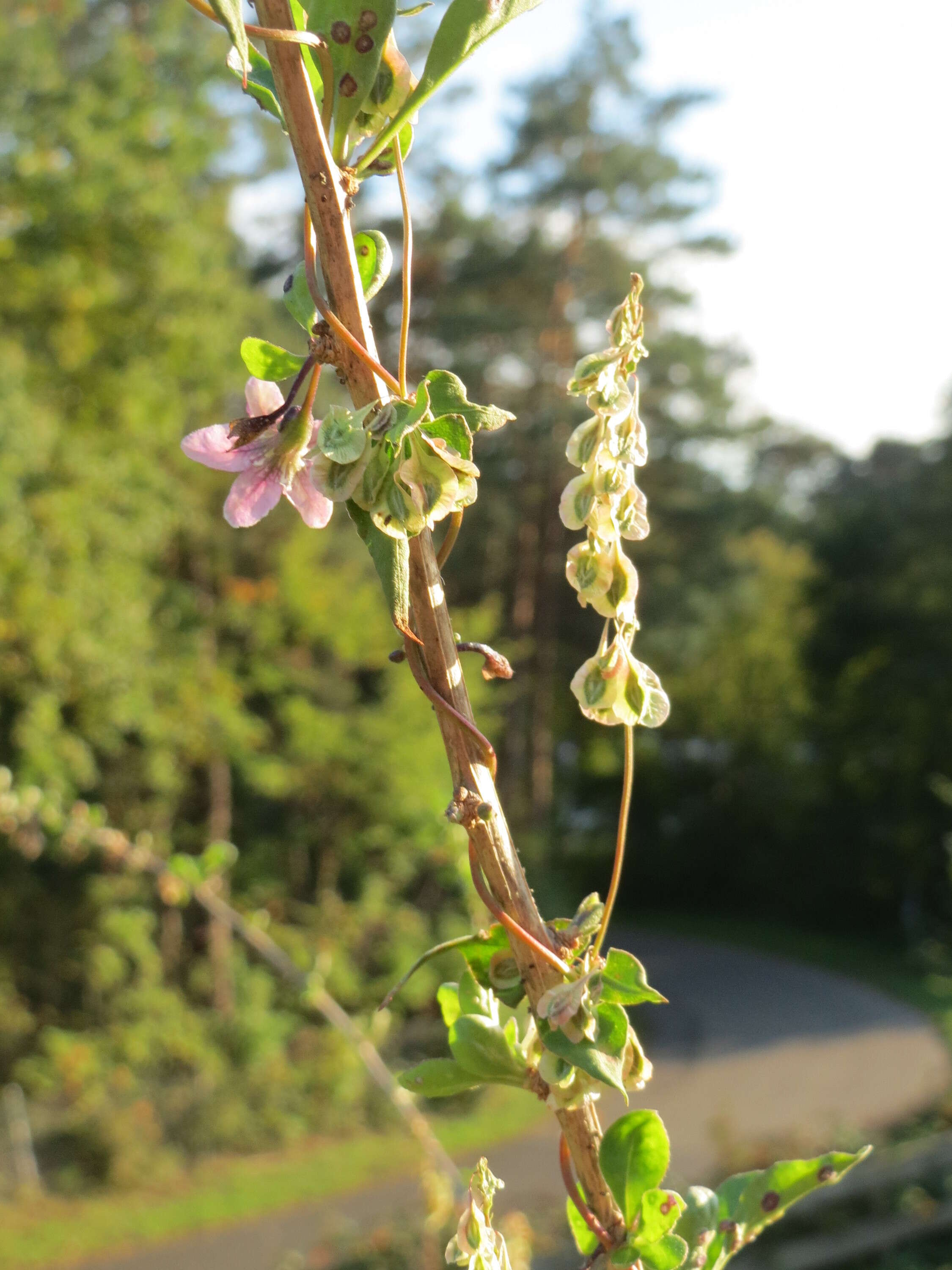 Image of matrimony vine