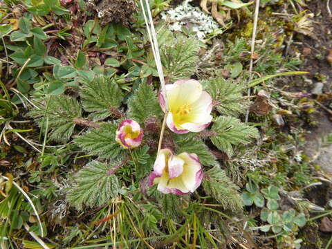 Imagem de Acaulimalva engleriana (Ulbrich) Krapov.