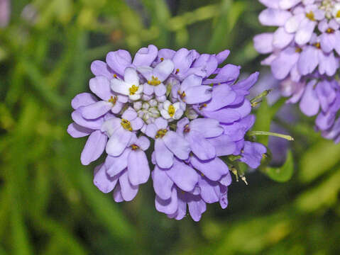 Plancia ëd Iberis linifolia L.