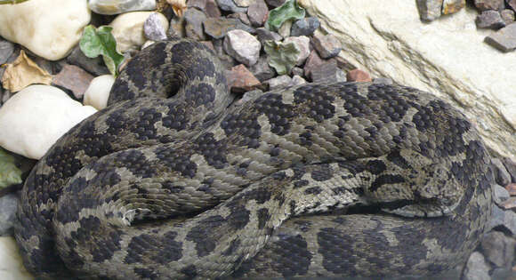 Image of Mount Bulgar Viper