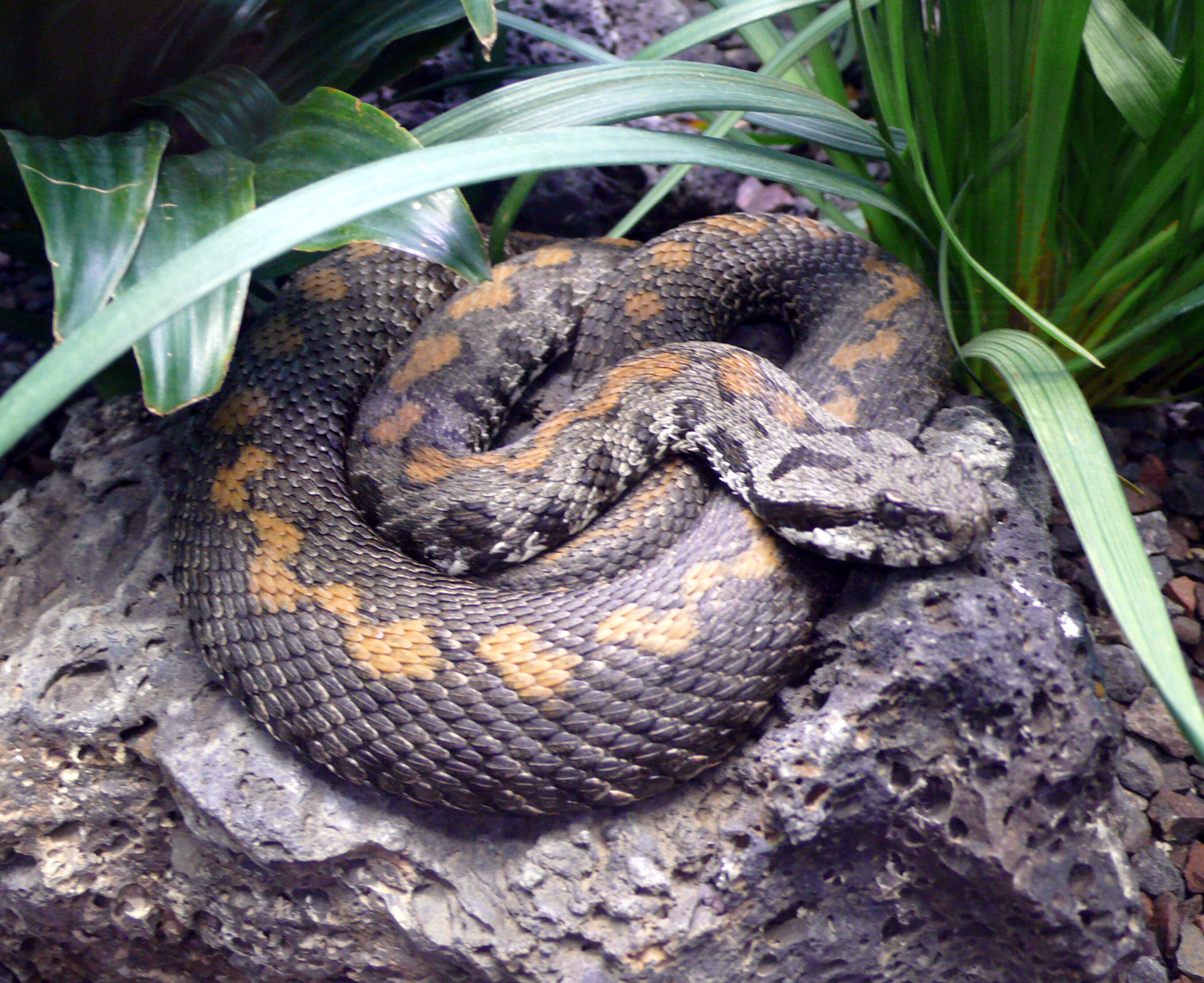 Image of Armenian Viper