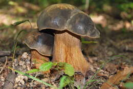 Sivun Boletus aereus Bull. 1789 kuva