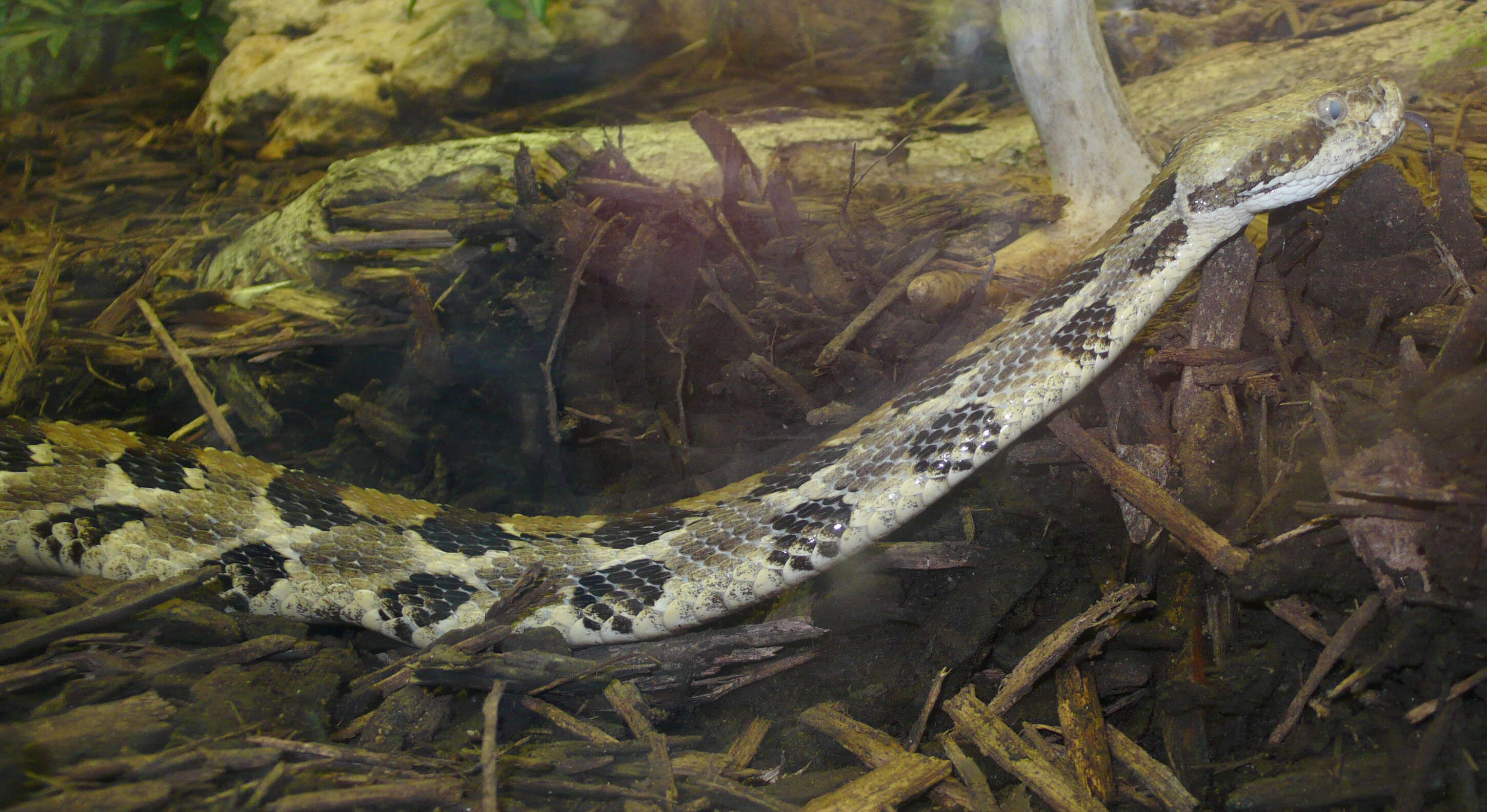 Image of Timber Rattlesnake