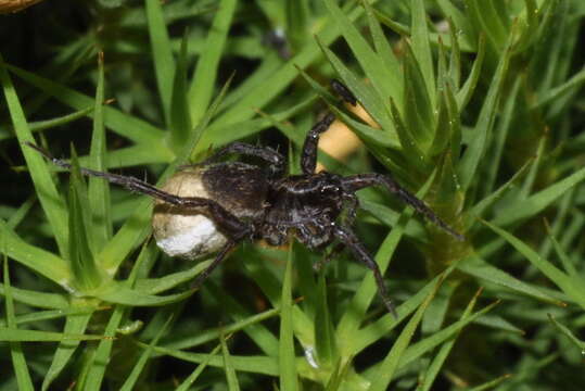 Слика од Pardosa pullata (Clerck 1757)