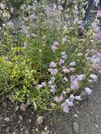 Image of Grinnell's beardtongue