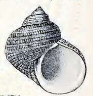 Image de Turbo moluccensis Philippi 1846