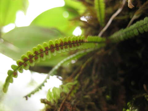 Image of Moranopteris taenifolia (Jenm.) R. Y. Hirai & J. Prado