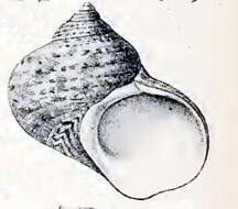 Image of cat's-eye shell