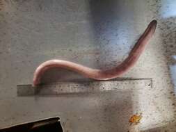 Image of Girard's hagfish