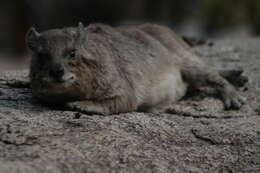 Image of Bush Hyrax