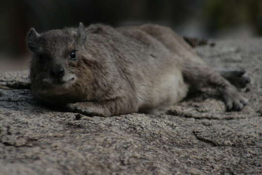 Image of Bush Hyrax