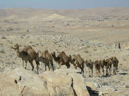 Image of Dromedary