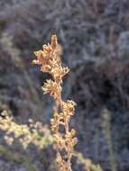 Image of Mojave tarweed