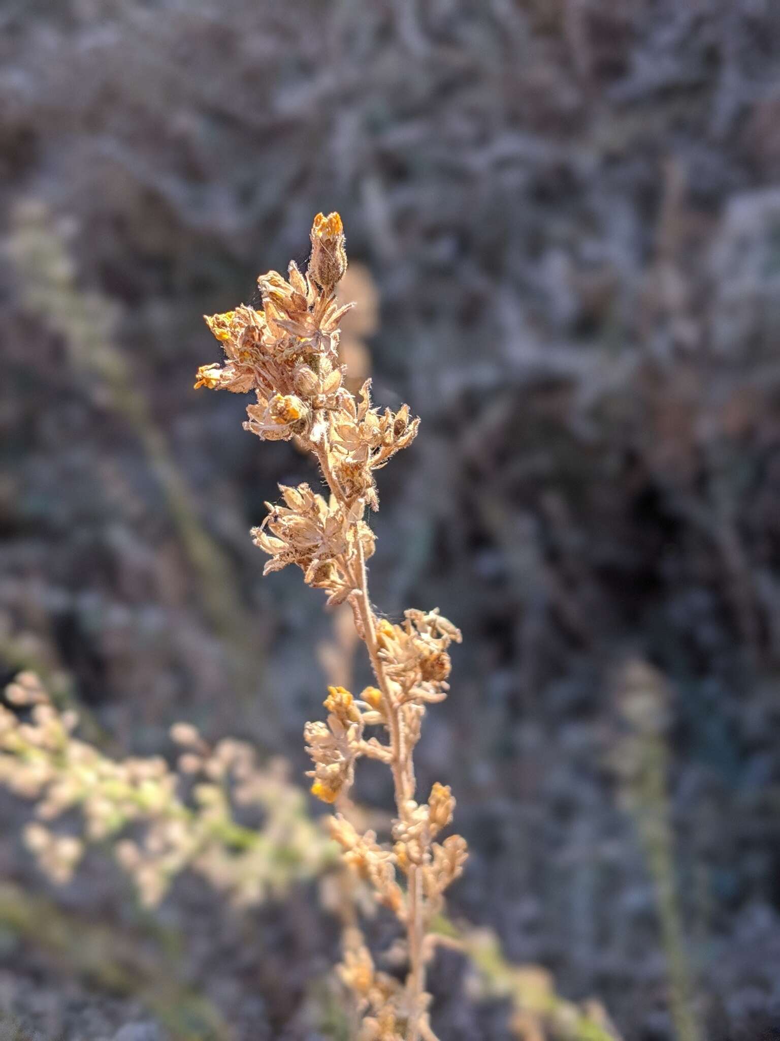 Image of Mojave tarweed