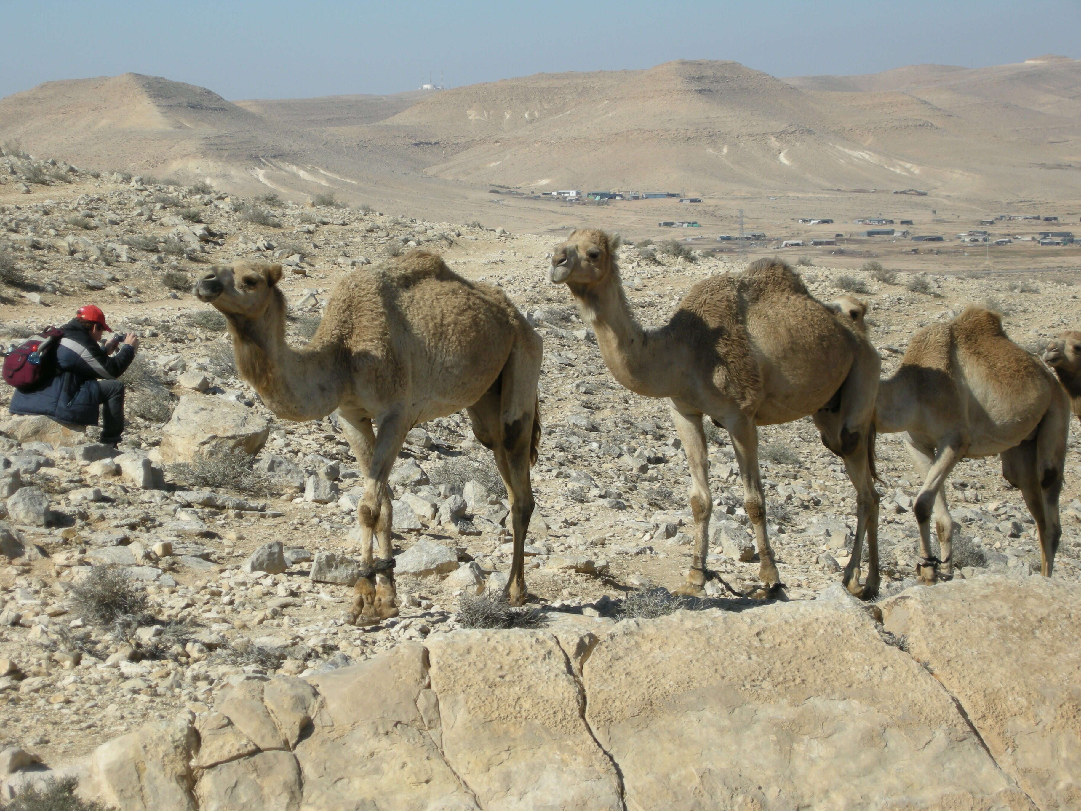 Image of Dromedary