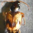 Imagem de Bembidion (Actedium) pallidipenne (Illiger 1802)