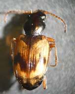 Image of Bembidion (Actedium) pallidipenne (Illiger 1802)