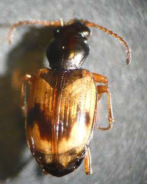 Слика од Bembidion (Actedium) pallidipenne (Illiger 1802)