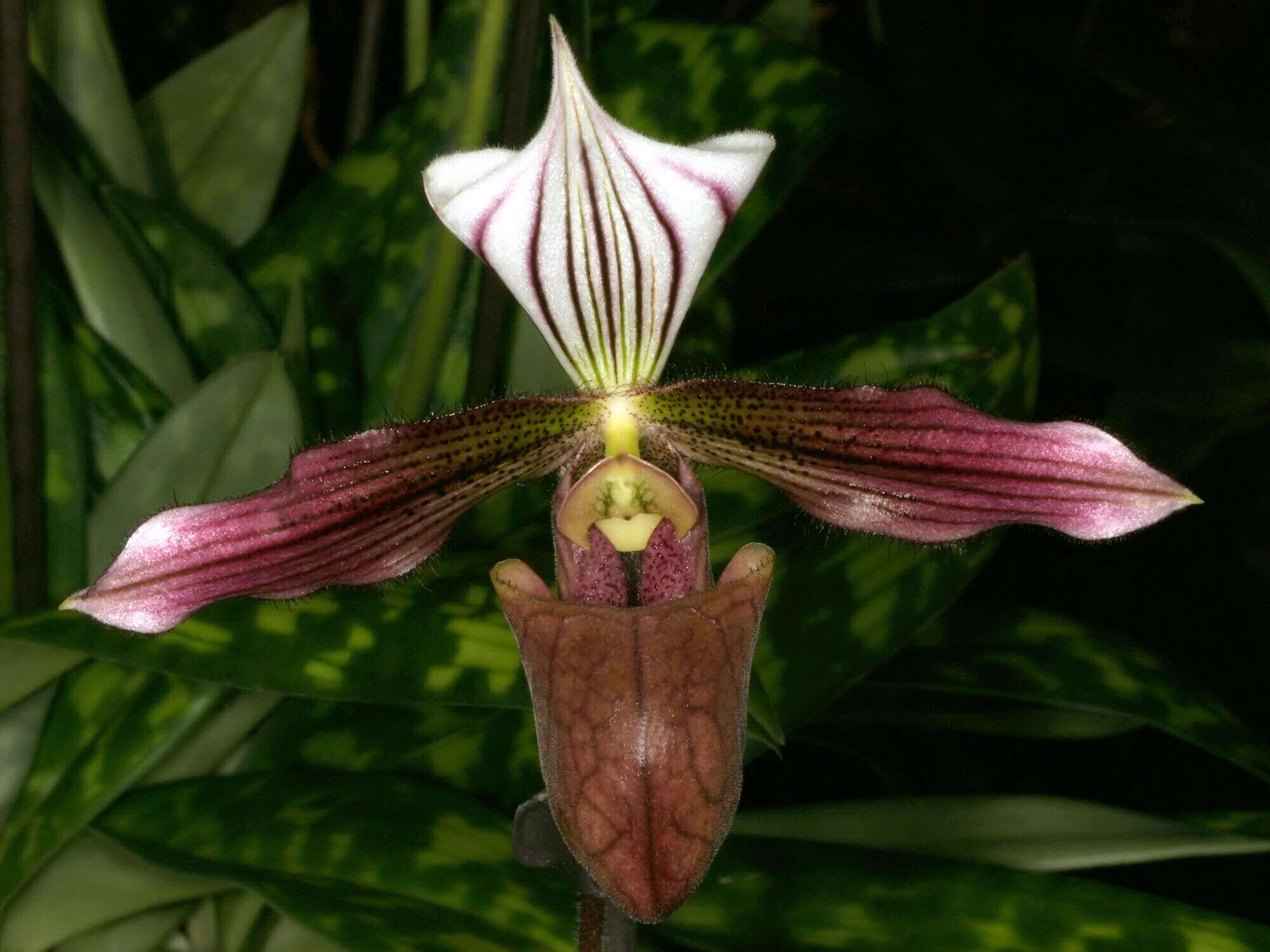 Image of Purple Paphiopedilum