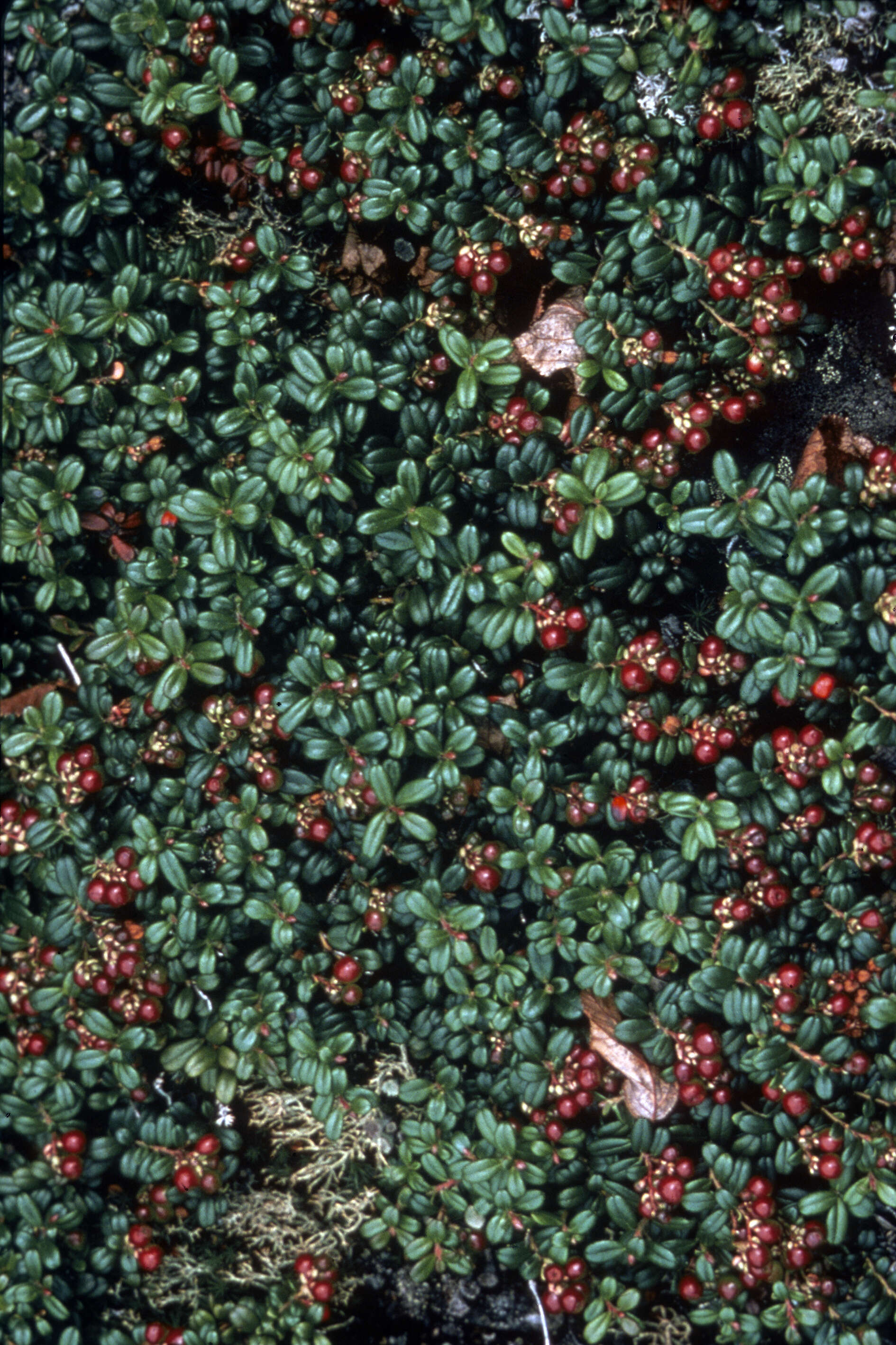 Image of lingonberry