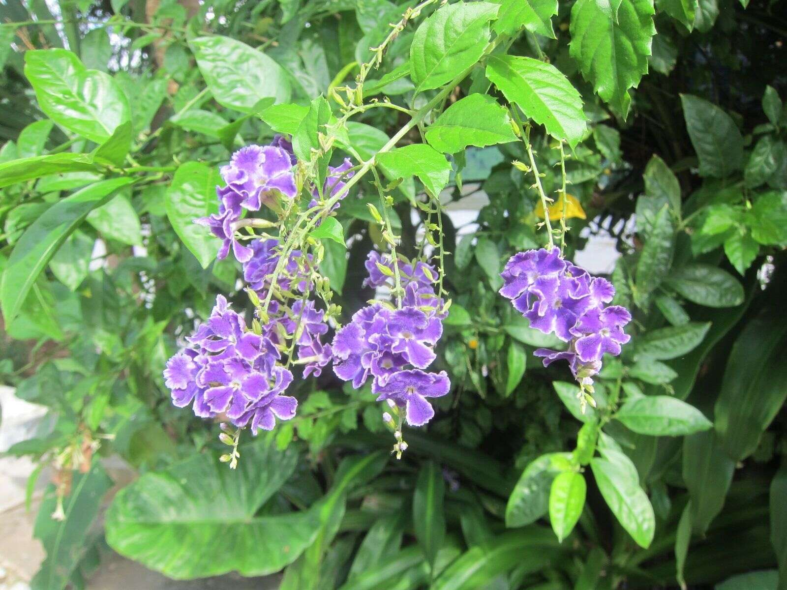 Duranta erecta L. resmi