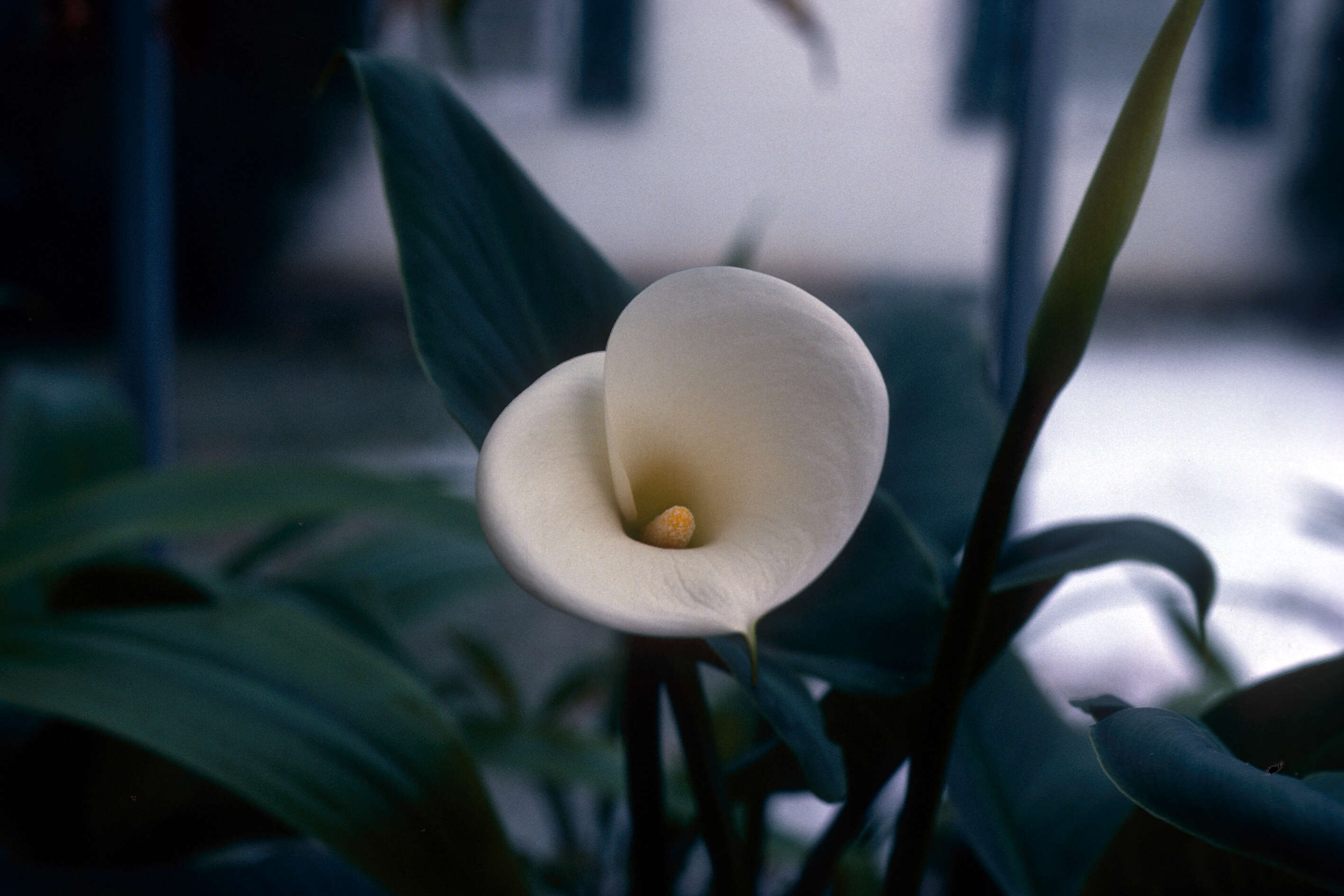 Image of Arum lily