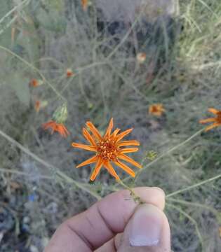 Image of Adenophyllum cancellatum (Cass.) Kuntze