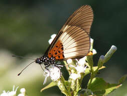 Image of Acraea aganice aganice