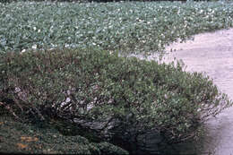 Image of shortfruit willow