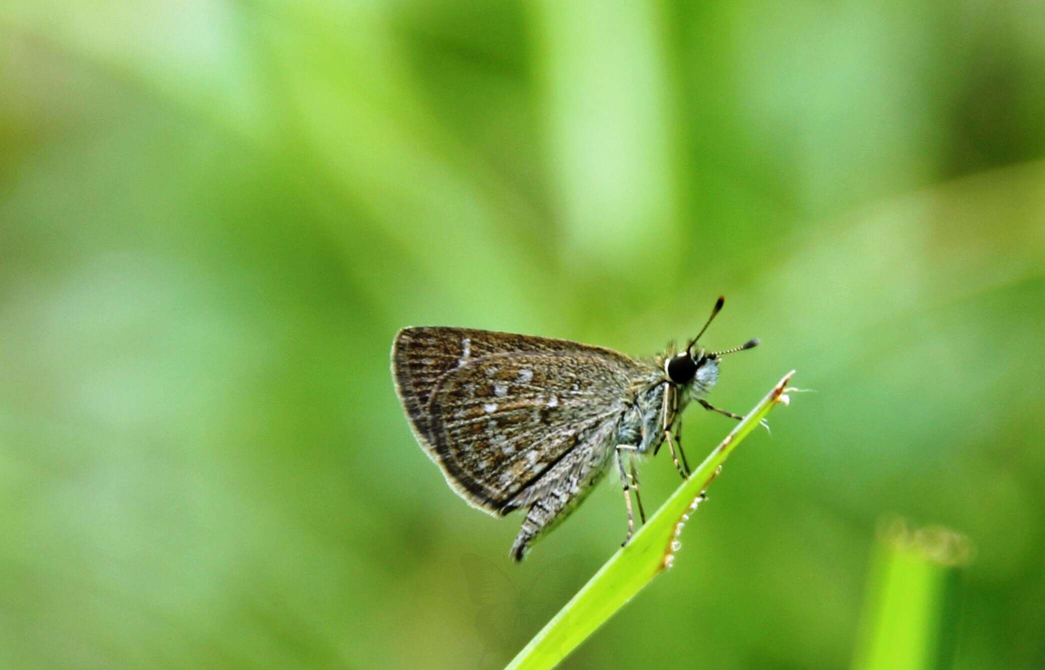 Image of Pygmy Scrub-hopper