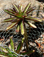 Image of echeveria