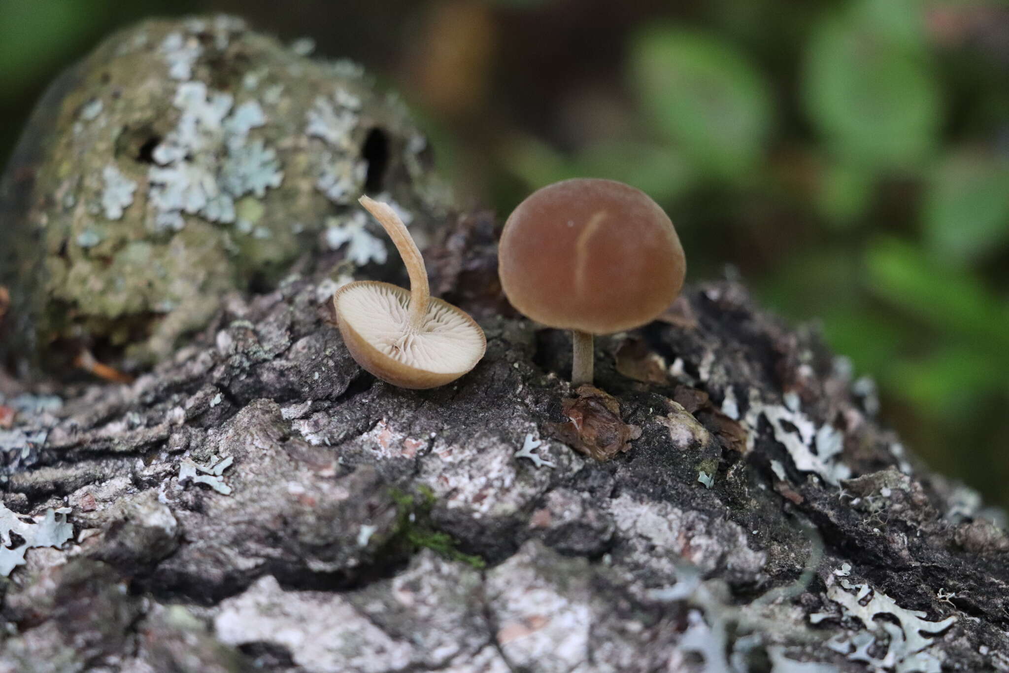 Image of Simocybe sumptuosa (P. D. Orton) Singer 1962