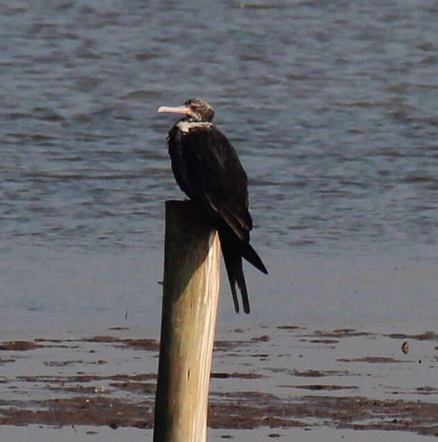 Image of Lesser Frigatebird