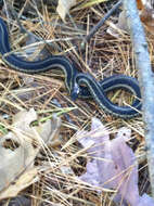 Image of Thamnophis sirtalis sirtalis (Linnaeus 1758)